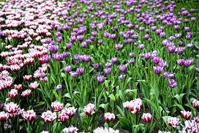 Full frame shot of purple crocus flowers blooming on field