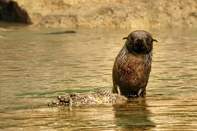 Portrait of turtle swimming in river