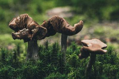 Close-up of mushroom growing on field