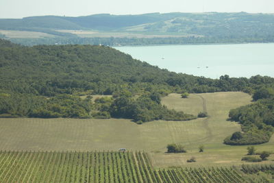 Scenic view of agricultural landscape