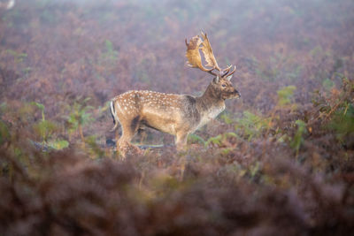 Deer in a field