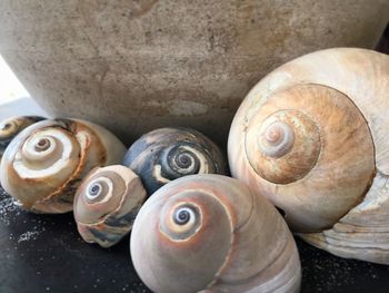 High angle view of snail