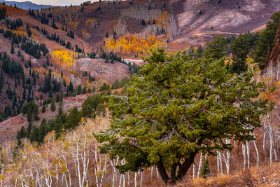 High angle view of autumn trees on rock