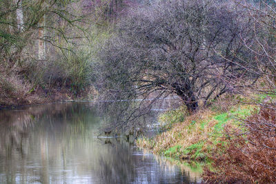 Scenic view of lake in forest