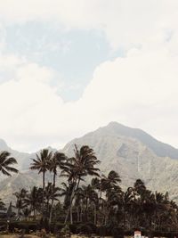 Scenic view of palm trees against sky