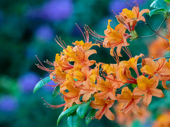 Close-up of orange flowering plant