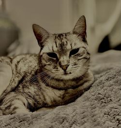 Close-up portrait of cat