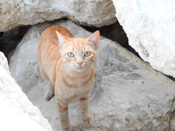 Portrait of cat on rock