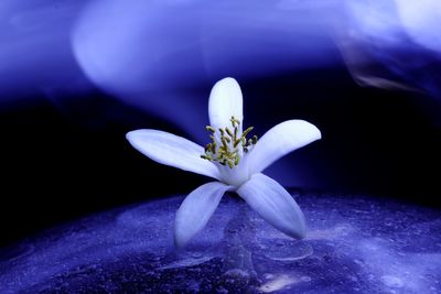 Close-up of white flowering plant