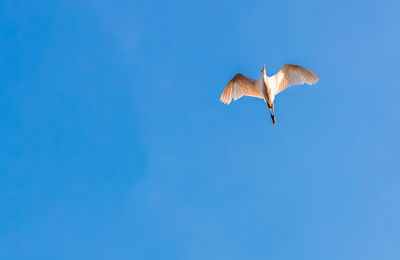 Low angle view of bird flying in sky