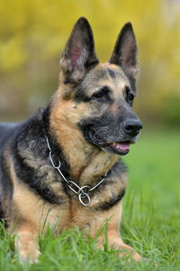 Close-up of a dog looking away