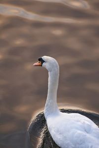 Mute swan swimming in pond