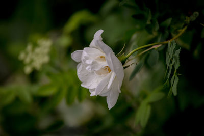 Close-up of white rose