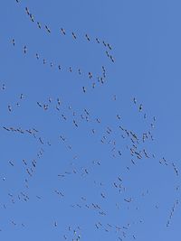 Low angle view of birds flying in sky