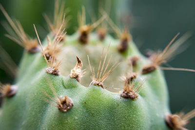 Close-up of spiked cactus