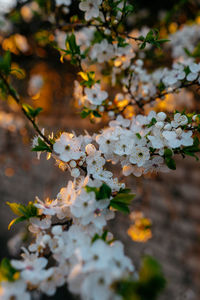 Close-up of white flowering plant