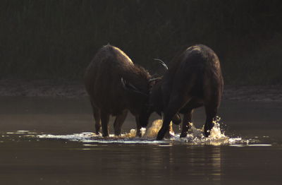 Horses in a lake