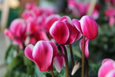 Close-up of pink flowers