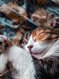 Close-up of cat lying on bed