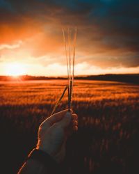 Cropped hand of man holding wheat crop at farm during sunset