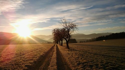 Trees on field against sky during sunset