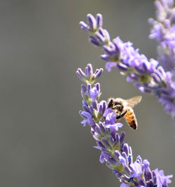 Close-up of bee pollinating on purple flower