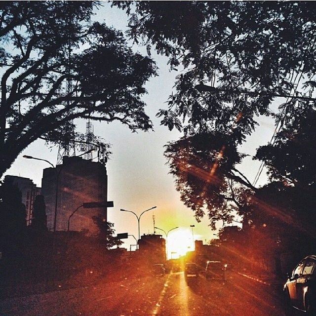 building exterior, built structure, architecture, tree, low angle view, sun, sunlight, street light, city, silhouette, sunbeam, sky, building, lens flare, branch, car, outdoors, sunset, street, no people