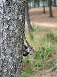 Close-up of squirrel on tree trunk