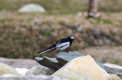 Close-up of bird perching on rock