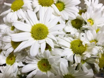 Close-up of white flowers blooming outdoors