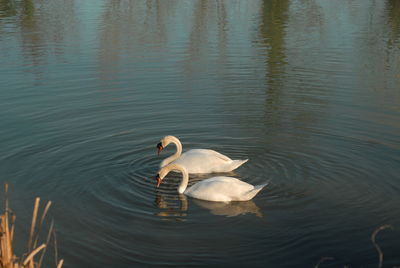 Swans swimming in lake