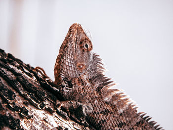 Close-up of a lizard