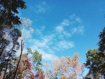 Low angle view of trees against blue sky