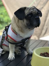 pug