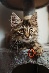 Close-up portrait of cat at home