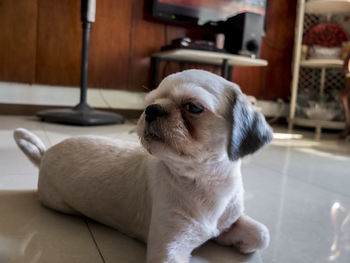 Close-up of puppy resting on tiled floor