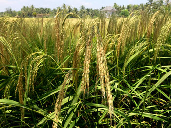 Crop growing in field