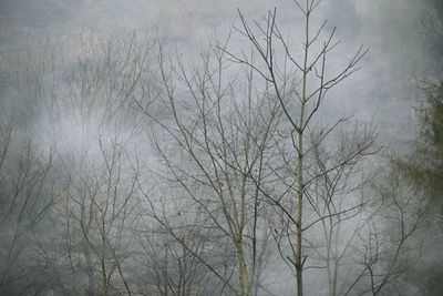 Close-up of bare tree against sky