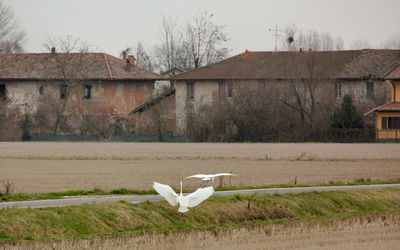 Great egrets flying above field
