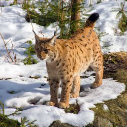 Luchs standing on snow covered field