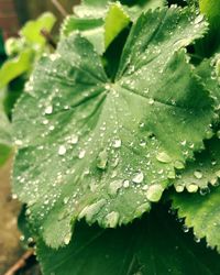 Close-up of wet leaves