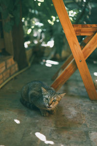 A cute cat curled up near a chair