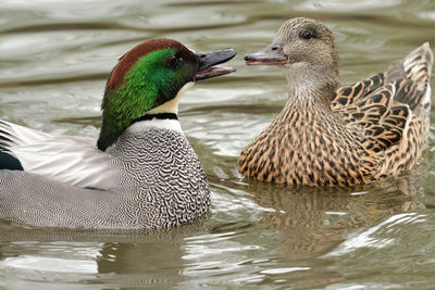 Portrait of a falcated teal swimming in the water