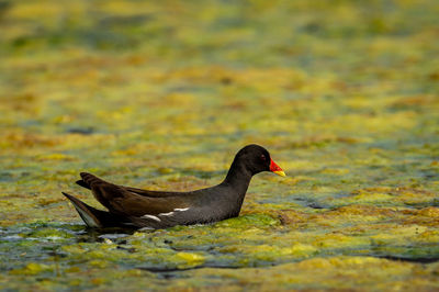 Duck swimming in lake