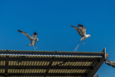 Low angle view of eagle flying against clear sky
