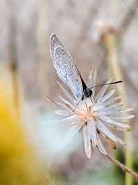 Close-up of butterfly pollinating on flower