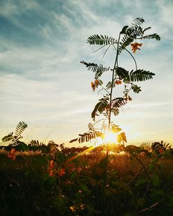 Low angle view of plants growing on field against sky