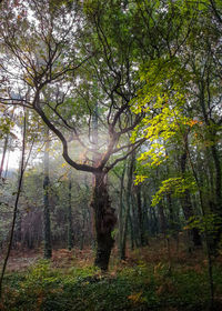 tree