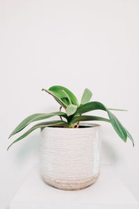 Close-up of potted plant against white background