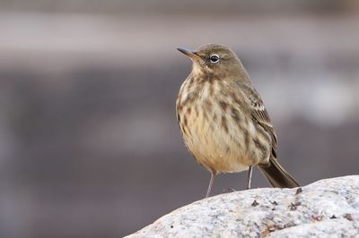 Close-up of bird perching outdoors